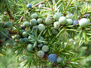 Fruit formant une baie noir bleuâtre à maturité. Agrandir dans une nouvelle fenêtre (ou onglet)