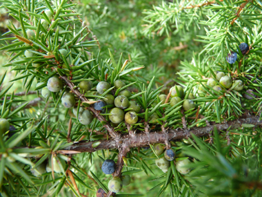 Fruit formant une baie noir bleuâtre à maturité. Agrandir dans une nouvelle fenêtre (ou onglet)