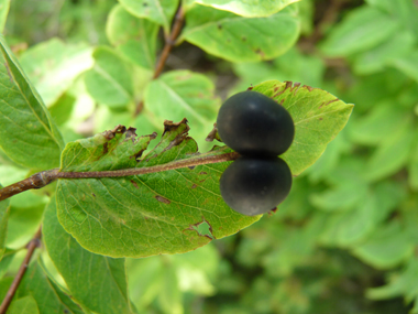 Fruits formant de grosses (1 cm de diamètre) baies noires groupées par 2. Agrandir dans une nouvelle fenêtre (ou onglet)