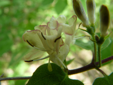 Fleurs blanc à jaunâtre (encore en boutons), inodores et groupées par 2. Agrandir dans une nouvelle fenêtre (ou onglet)