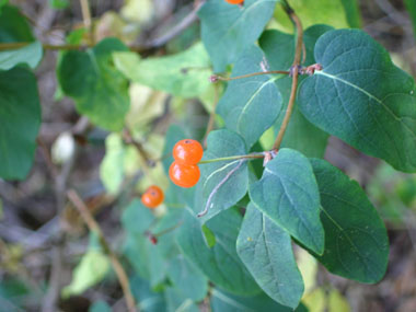 Fruits de couleur rouge à maturité mais peuvent exceptionnellement être oranges. Agrandir dans une nouvelle fenêtre (ou onglet)