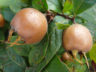 Petits (2 à 3 cm de long) fruits bruns et de forme ovoïdes appelés nèfles. Agrandir dans une nouvelle fenêtre (ou onglet)