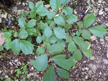 Grandes feuilles alternes (10 à 15 cm), dentées et présentant généralement 3 pointes à leur sommet. Agrandir dans une nouvelle fenêtre (ou onglet)