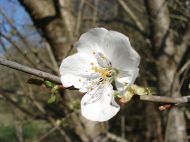 Fleurs blanches regroupant de 2 à 6 individus, à 5 pétales et 5 sépales regroupées en bouquets latéraux. Agrandir dans une nouvelle fenêtre (ou onglet)