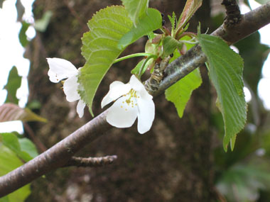 Fleurs blanches regroupant de 2 à 6 individus, à 5 pétales et 5 sépales regroupées en bouquets latéraux. Agrandir dans une nouvelle fenêtre (ou onglet)