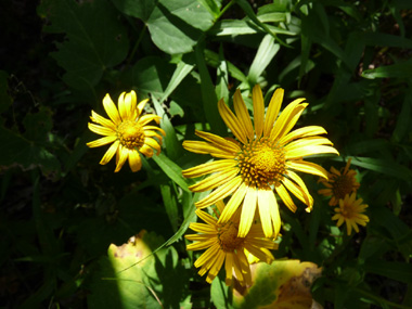 Fleurs jaunes en forme de languettes réunies en capitules de 2 à 4 cm de diamètre solitaires au sommet de la tige ou des rameaux. Agrandir dans une nouvelle fenêtre (ou onglet)