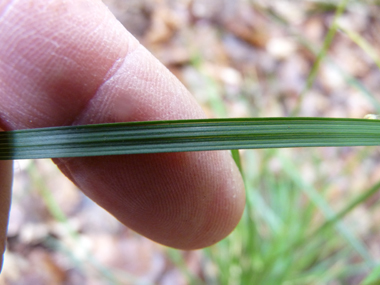 Feuilles longues, très étroites (1 à 3 mm) et devenant perpendiculaires à la tige pour les feuilles les plus hautes. Agrandir dans une nouvelle fenêtre (ou onglet)