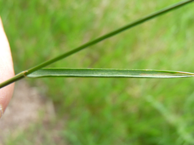 Feuilles longues, très étroites (1 à 3 mm) et devenant perpendiculaires à la tige pour les feuilles les plus hautes. Agrandir dans une nouvelle fenêtre (ou onglet)