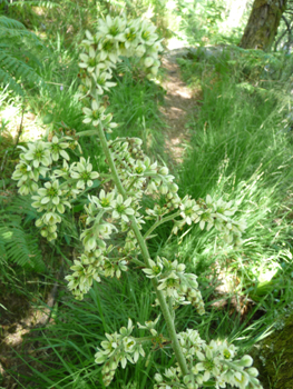 Nombreuses fleurs blanchâtres (mais verdâtres dessous) presque sessiles groupées en une longue panicule. Agrandir dans une nouvelle fenêtre (ou onglet)