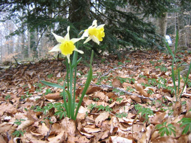 Jonquille, Narcissus pseudo-narcissus, AMARYLLIDACÉES, description et  photographies proposées par l'école forestière de la Forêt Virtuelle,  http://foretvirtuelle.com