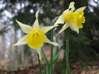 Jonquille, Narcissus pseudo-narcissus, AMARYLLIDACÉES, description et  photographies proposées par l'école forestière de la Forêt Virtuelle,  http://foretvirtuelle.com
